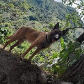 Perro que deambula por el Huila es muy similar Wilson ¿Será él?