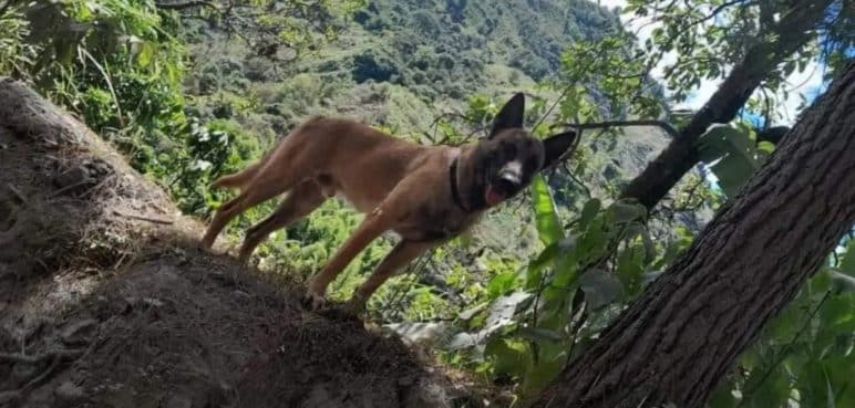 ¿Hay esperanza? Ejército se pronunció sobre el 'Wilson' del Huila