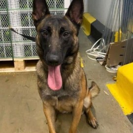 ¿Quién era Kenia? La perrita antinarcóticos que murió intoxicada