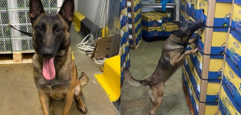 ¿Quién era Kenia? La perrita antinarcóticos que murió intoxicada
