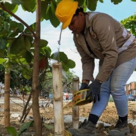 Boulevard del Oriente, dos nuevas Ceibas crecerán en la zona