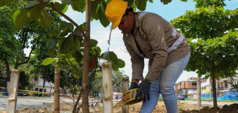 Boulevard del Oriente, dos nuevas Ceibas crecerán en la zona