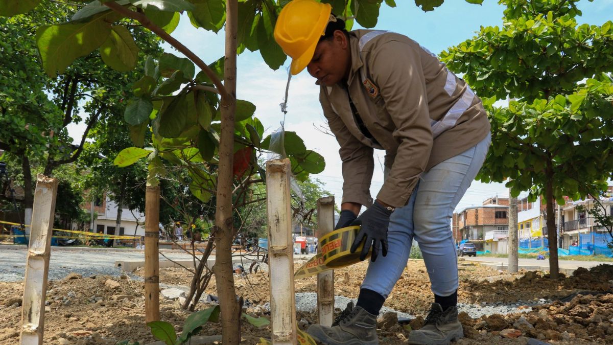 Boulevard del Oriente, dos nuevas Ceibas crecerán en la zona