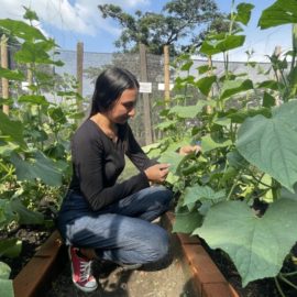 El biofertilizante de una caleña que hace producir más frutos