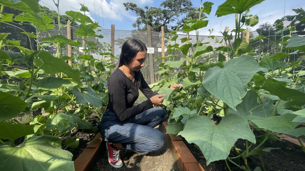El biofertilizante de una caleña que hace producir más frutos