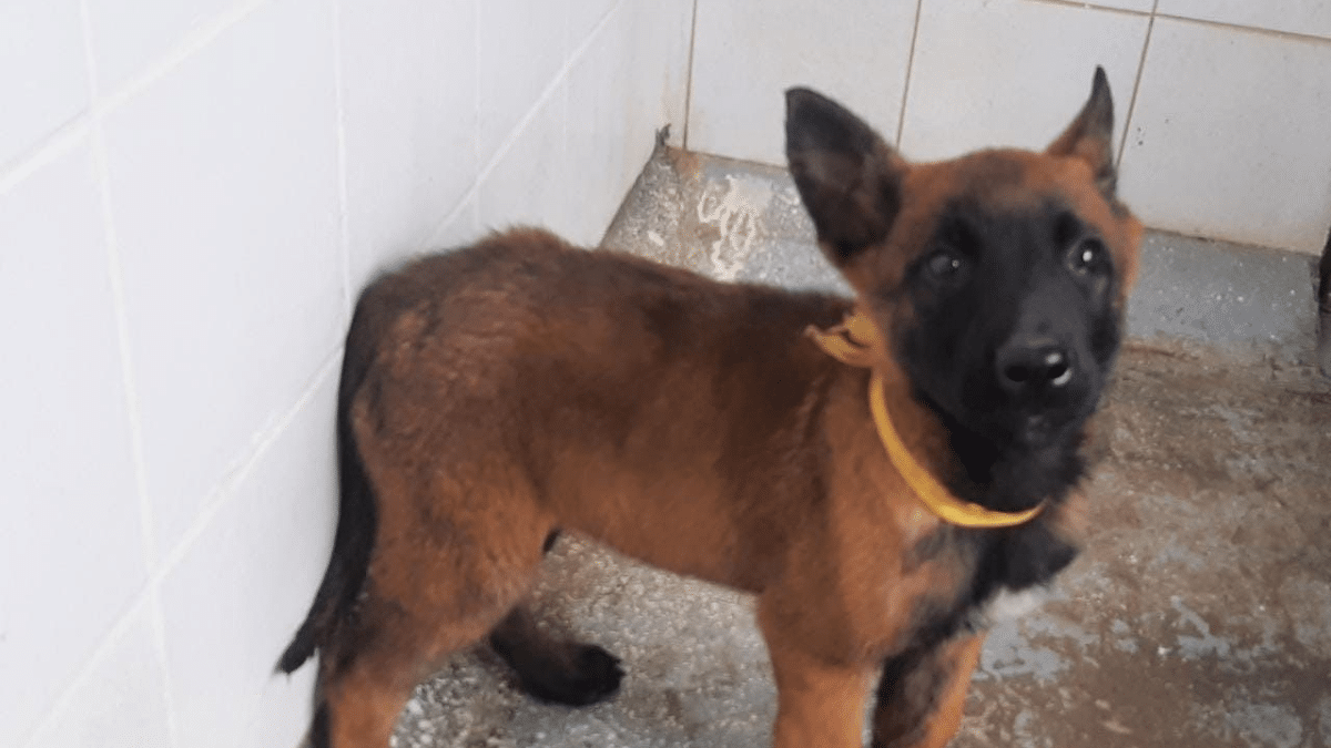 ¿Ahora sí apareció? Un nuevo video de un perro similar a Wilson se viralizó en redes