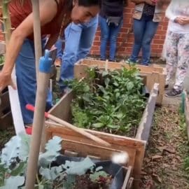 Huertas comunitarias en Cali: beneficios para más de 250 familias caleñas