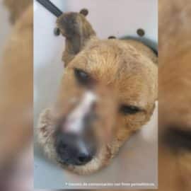 Judicializado ciudadano extranjero que atacó una mascota con un machete