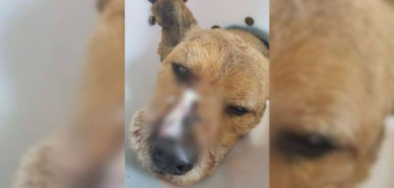 Judicializado ciudadano extranjero que atacó una mascota con un machete