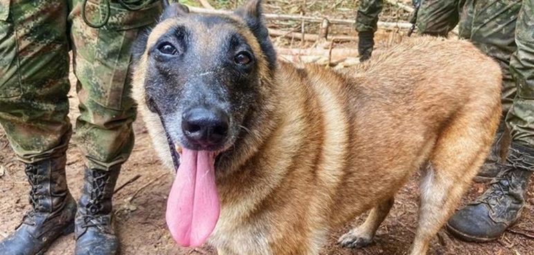 Perritas en celo y su comida favorita: La estrategia para encontrar a Wilson