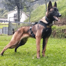 ¡Gracias, Wilson! Fuerzas militares anuncian la suspensión de la búsqueda