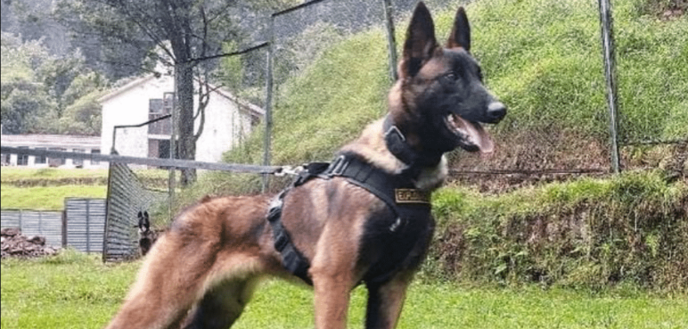 "Wilson fue intercambiado por los niños": Hipótesis de guardia indígena