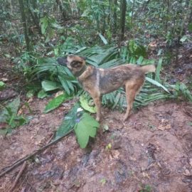 Pese a encontrar a los niños del Guaviare, Wilson sigue desaparecido