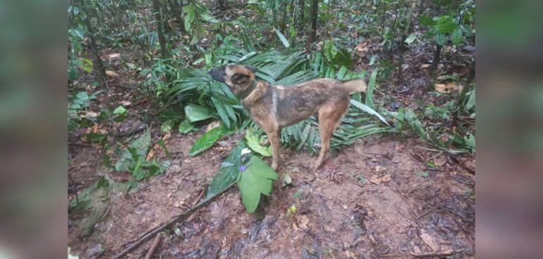 ¿Y Wilson? El perro que buscaba a niños desaparecidos se extravió en la selva