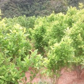 EE.UU lucha contra el fentanilo: Cultivos de coca en Colombia no serán monitoreados