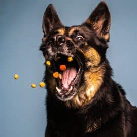 'Perrhijo' por bebé: Concentrado para mascotas supera ventas de pañales