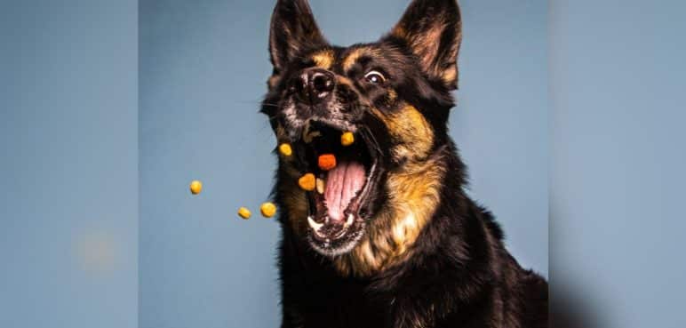 'Perrhijo' por bebé: Concentrado para mascotas supera ventas de pañales
