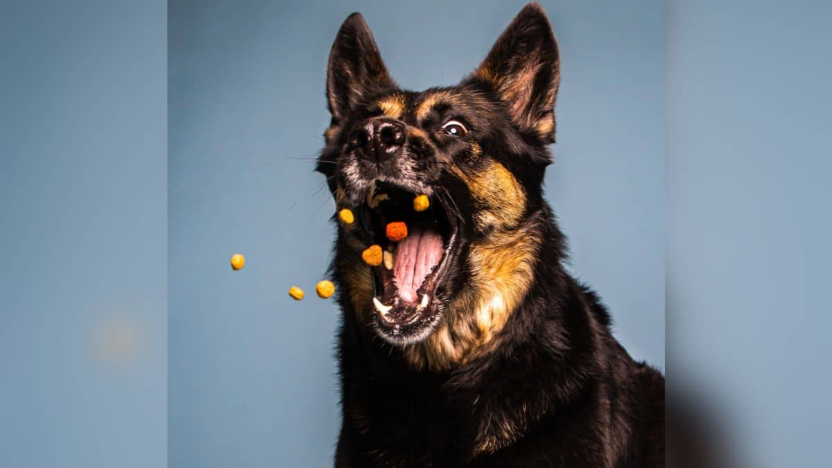 'Perrhijo' por bebé: Concentrado para mascotas supera ventas de pañales