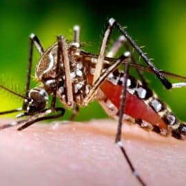 Conozca la programación de fumigación contra el dengue para esta semana