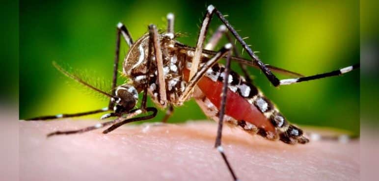 Conozca la programación de fumigación contra el dengue para esta semana