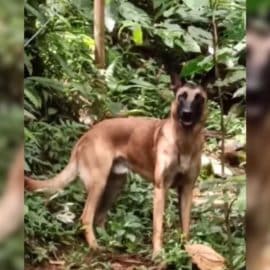 ¿Ahora sí apareció? Un nuevo video de un perro similar a Wilson se viralizó en redes