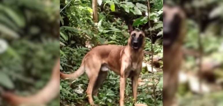 ¿Ahora sí apareció? Un nuevo video de un perro similar a Wilson se viralizó en redes