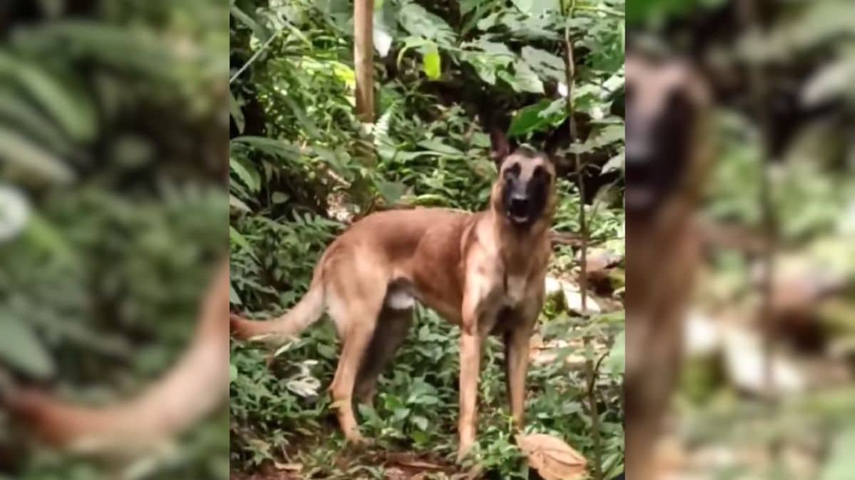 "Debemos salvaguardar su vida”: Centro de Bienestar Animal por brote de moquillo