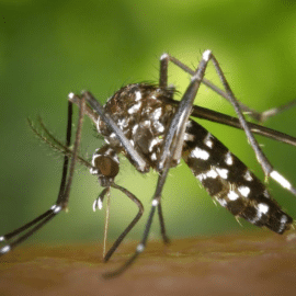 OMS lanza alerta por dengue: Aumenta la propagación por la ola de calor