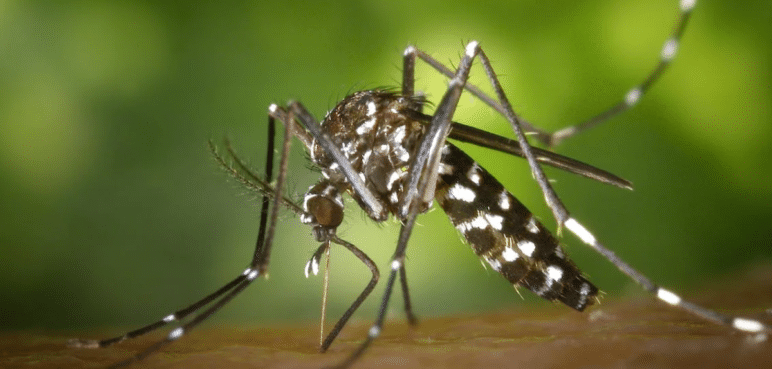 Fumigación contra el dengue en Cali: Conozca la programación de esta semana