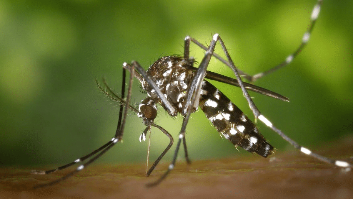 Fumigación contra el dengue en Cali: Conozca la programación de esta semana