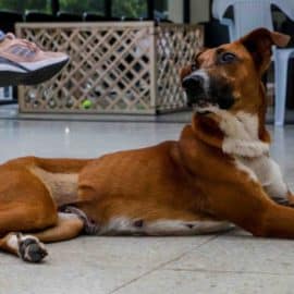 ¡Atención médica gratis para tus mascotas! Estos son los requisitos