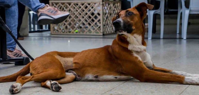 ¡Atención médica gratis para tus mascotas! Estos son los requisitos