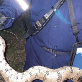 Bomberos rescataron Boa constrictor que merodeaba por el barrio Ciudad 2000