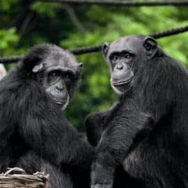 "Seguimos el protocolo": Ukumarí habla sobre la muerte de chimpancés
