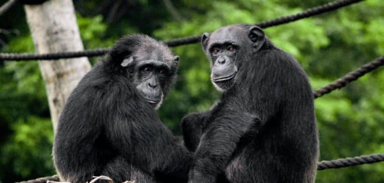 "Seguimos el protocolo": Ukumarí habla sobre la muerte de chimpancés
