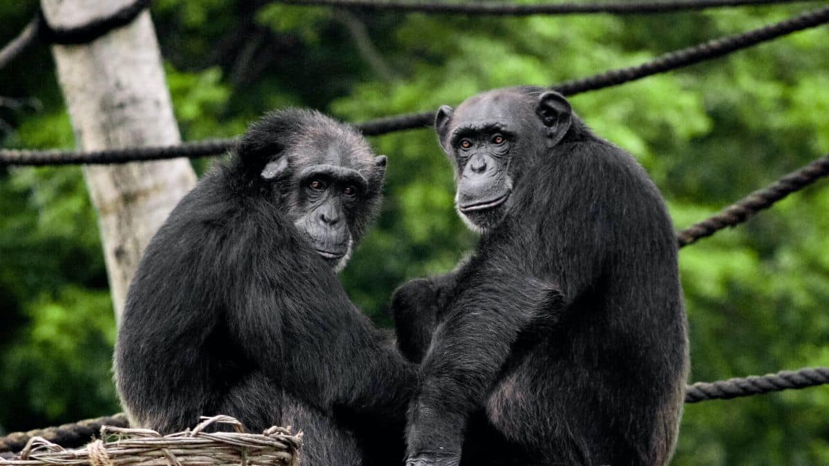 'Perrhijo' por bebé: Concentrado para mascotas supera ventas de pañales