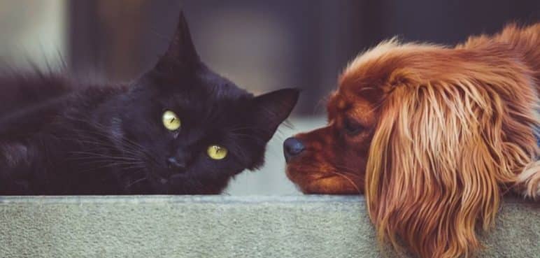 ¿Cómo saber si tu perro o gato tiene moquillo? Aquí te contamos los síntomas
