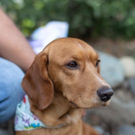 Tome nota: Así puede prevenir que su perro tenga pulgas o garrapatas