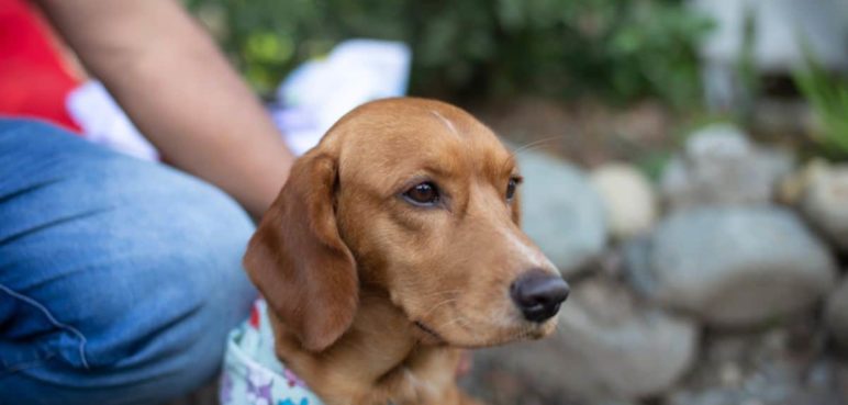 Cuide a su perro del moquillo y la parvovirosis: Aquí algunas recomendaciones