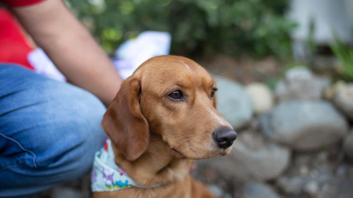Ojo con los síntomas: El Moquillo puede ser una enfermedad mortal para los 'perritos'