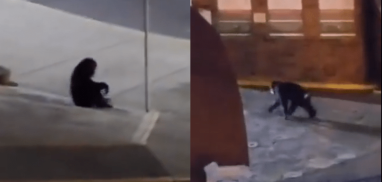 “¡Quítense que voy a disparar!”: Revelan video de cuando le disparan a ‘Pancho’