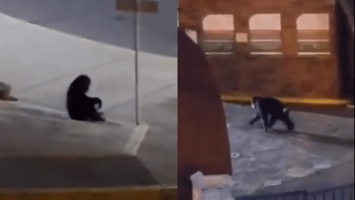 “¡Quítense que voy a disparar!”: Revelan video de cuando le disparan a ‘Pancho’