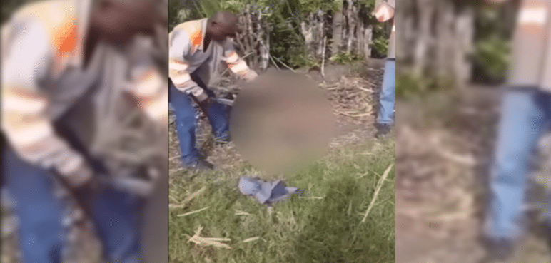 En video: ¡Aterrador! Cortero de caña torturó a oso hormiguero hasta matarlo