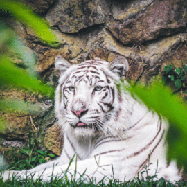 Entre garras y colmillos: Conozca los animales del Zoológico de Cali