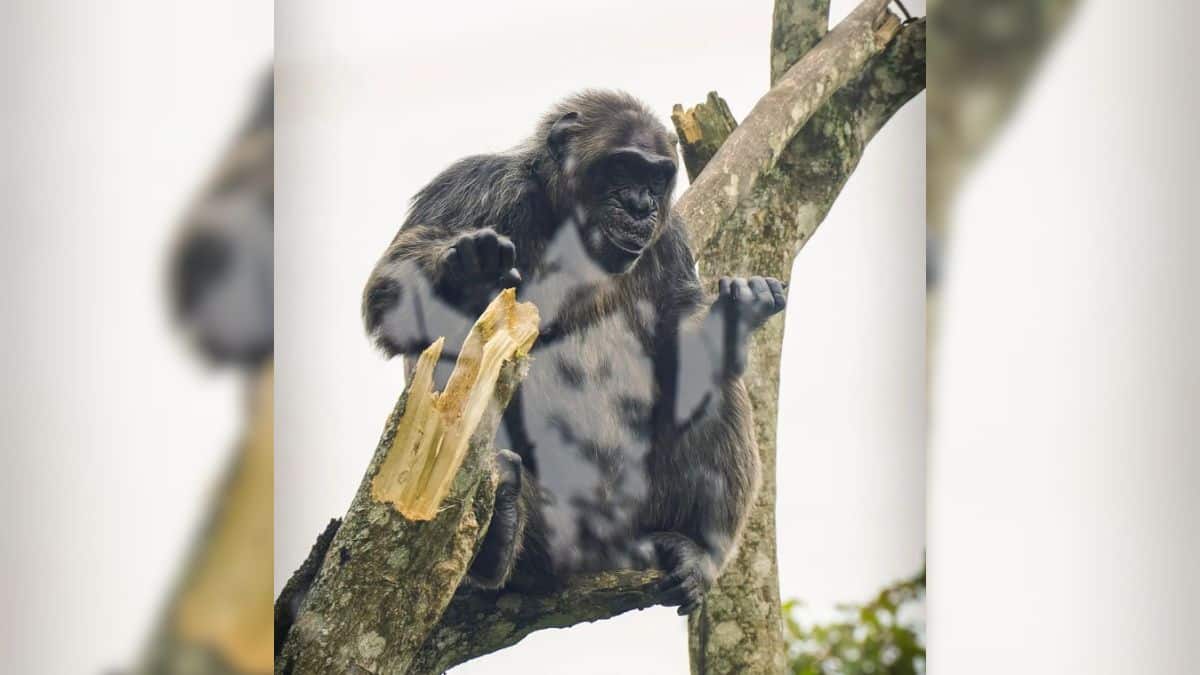 Autoridades de Risaralda analizan traslado del Chimpancé Yoko a Brasil