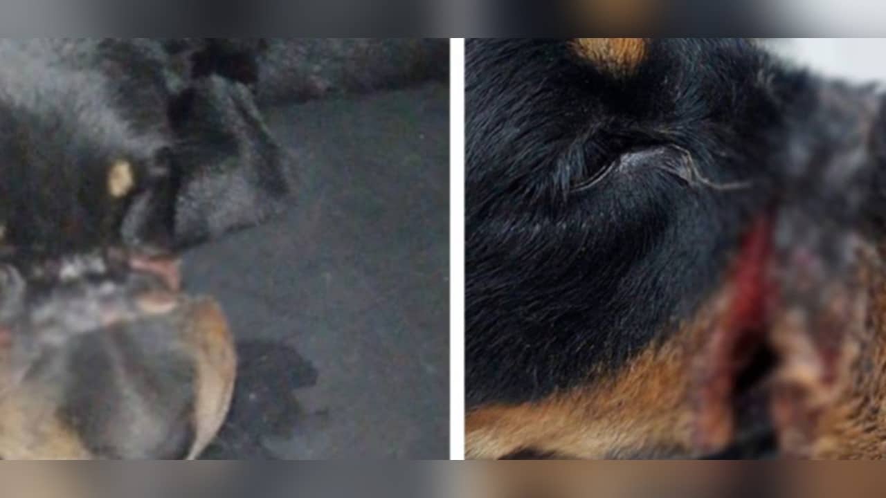 Movimientos animalistas rechazan hecho de maltrato animal contra perrita