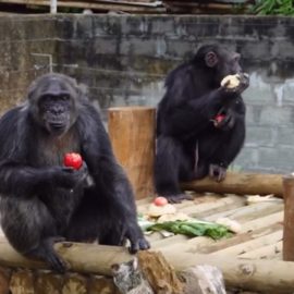 "Nuestro corazón está de luto": Ukumarí confirmó la muerte de dos chimpancés