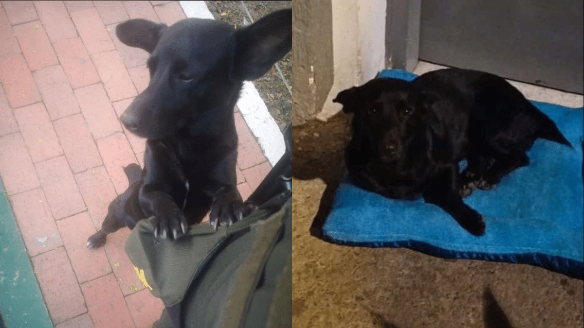 Adiós héroe: Perrito murió luego de detectar un artefacto explosivo