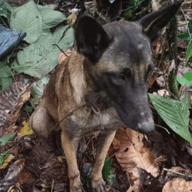 "No es Wilson": Ejército descarta que haya aparecido en selvas del Caquetá