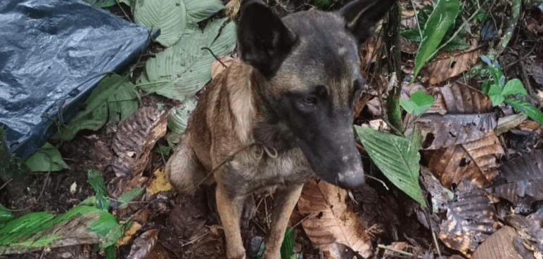 "No es Wilson": Ejército descarta que haya aparecido en selvas del Caquetá